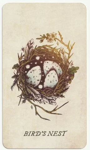 Bird's Nest